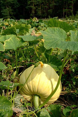0SH050926D022CARO.JPG