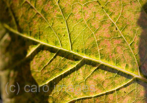 0SH060130D034CARO.JPG