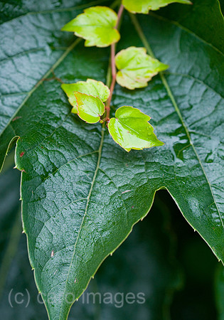 0SH060130D058CARO.JPG