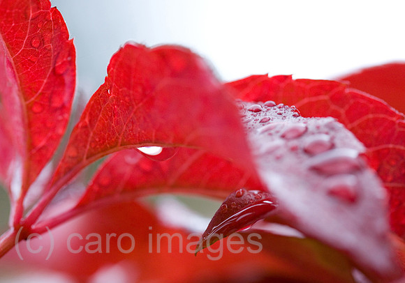 0SH060130D059CARO.JPG