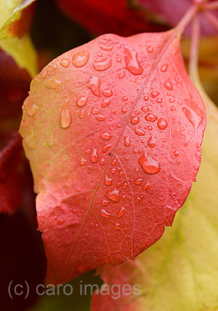 0SH060130D053CARO.JPG