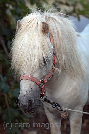00S100730D016CAROE.JPG