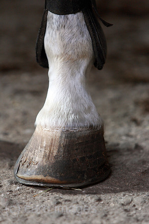 00S100805D005CAROE.JPG