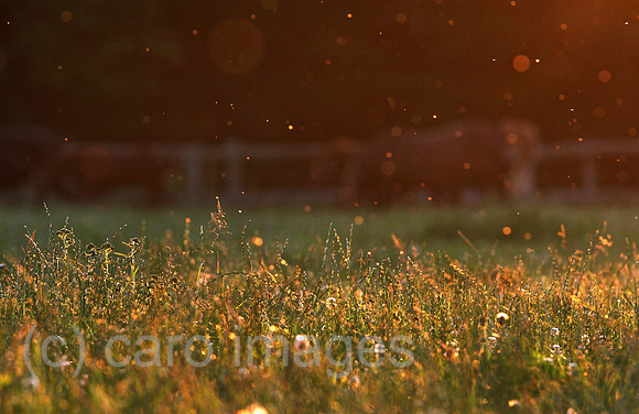 00S100628D017CAROE.JPG