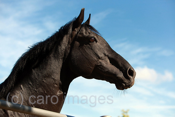 00S100707D026CAROE.JPG