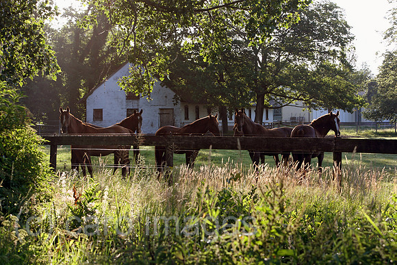 00S100707D006CAROE.JPG