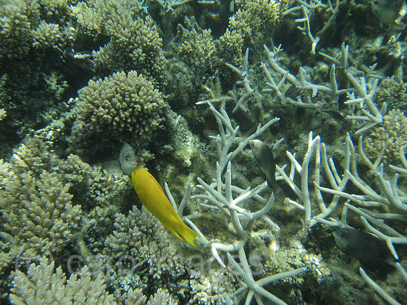 0PR080114D111CAROE.JPG