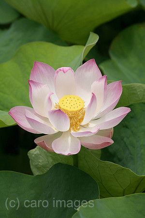 0PR080111D008CAROE.JPG