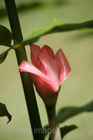 0PR080111D011CAROE.JPG