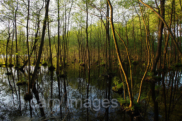00P120517D001CAROE.JPG