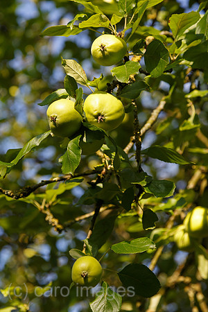 00B120728D031CAROE.JPG