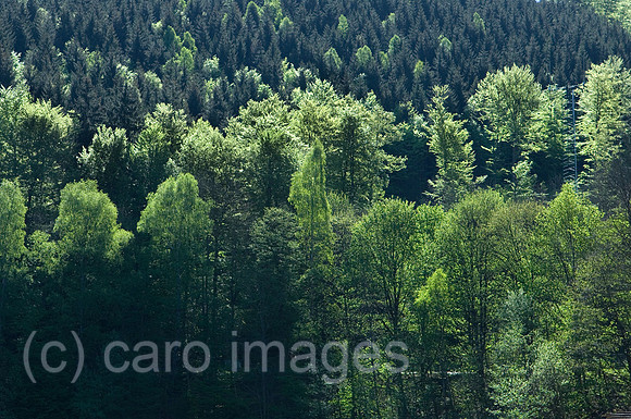 00Y070430D044CARO.JPG