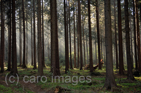 00Y070430D033CAROE.JPG