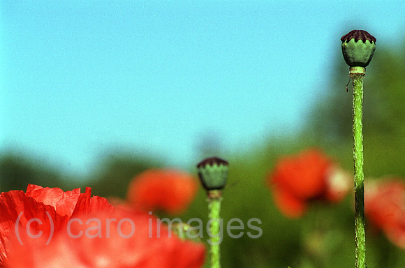 00J024720CARO.JPG