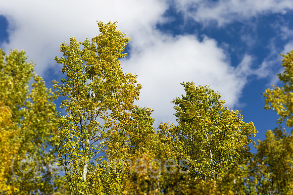 00Y121014D011CAROE.JPG
