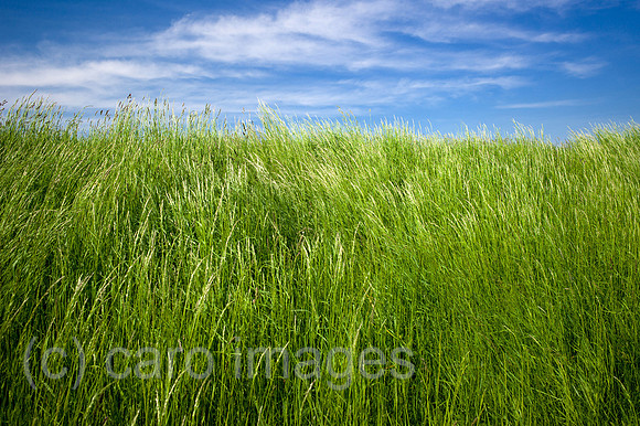 00Y130516D022CAROE.JPG