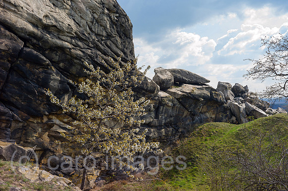 00Y120408D049CAROE.JPG