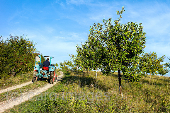 00Y121004D016CAROE.JPG