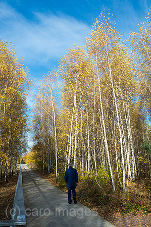 00Y131112D023CAROE.JPG