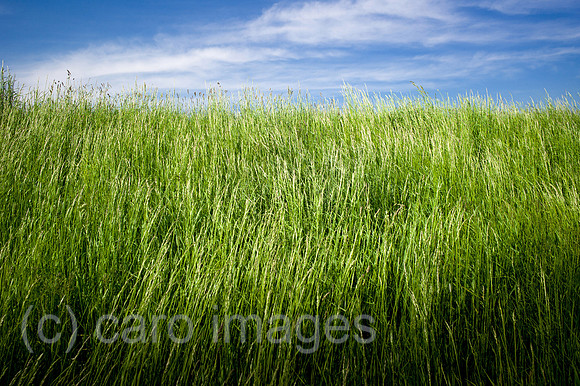 00Y130516D023CAROE.JPG