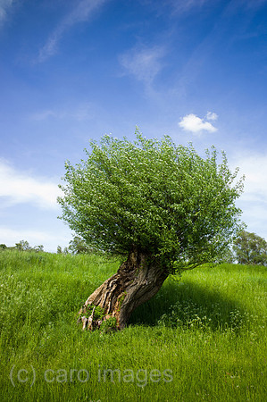 00Y130516D037CAROE.JPG