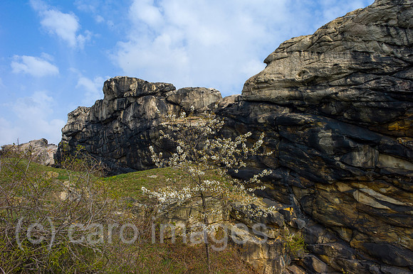 00Y120408D037CAROE.JPG