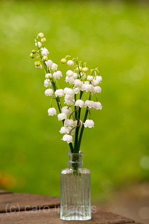 00Y130511D020CAROE.JPG