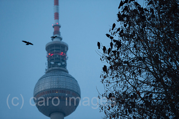 00Y140130D009CAROE.JPG