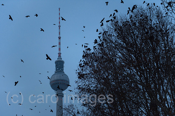 00Y140130D004CAROE.JPG