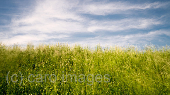 00Y130516D067CAROE.JPG