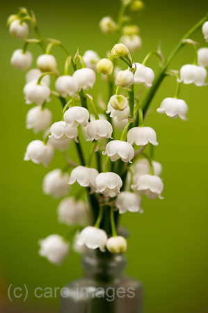 00Y130511D016CAROE.JPG