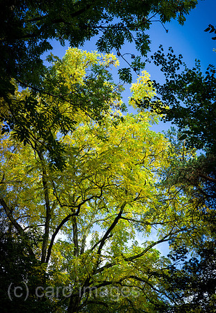 00Y121007D009CAROE.JPG