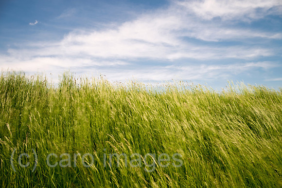 00Y130516D070CAROE.JPG