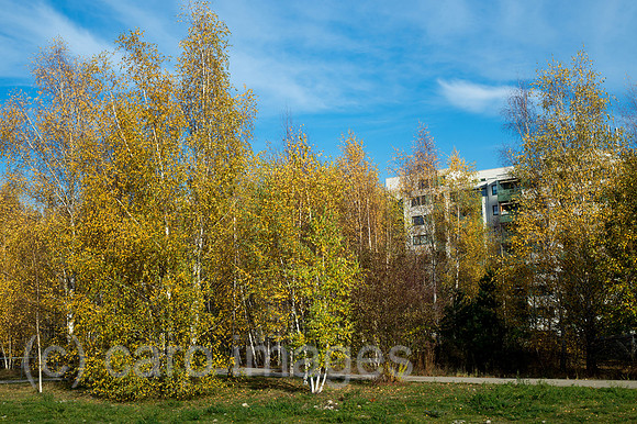 00Y131112D022CAROE.JPG