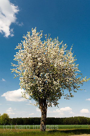 00Y130508D007CAROE.JPG