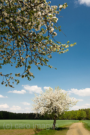 00Y130508D012CAROE.JPG