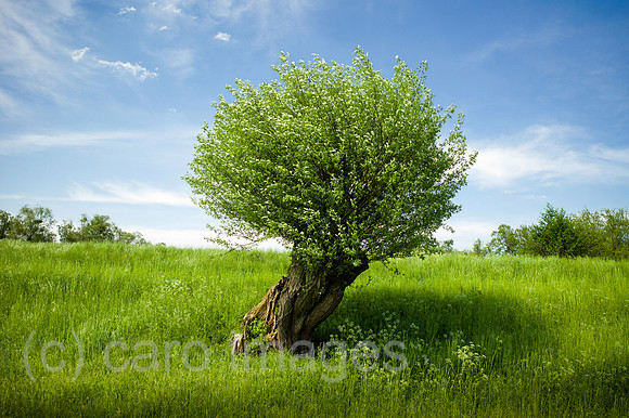 00Y130516D039CAROE.JPG