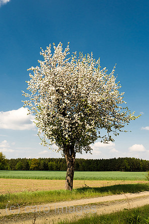 00Y130508D006CAROE.JPG