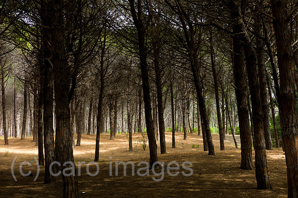 00Y130620D066CAROE.JPG
