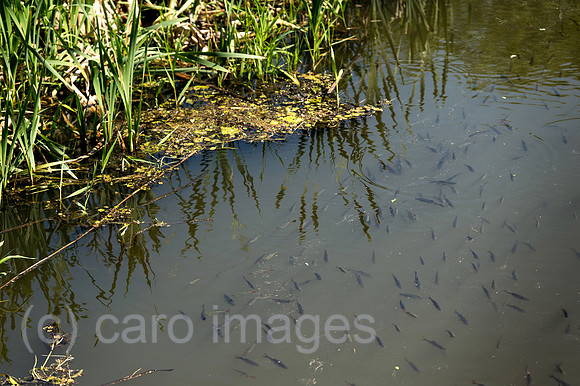 00Y130516D053CAROE.JPG