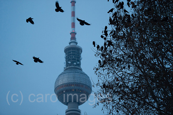 00Y140130D014CAROE.JPG