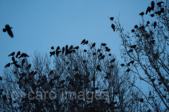 00Y140130D010CAROE.JPG