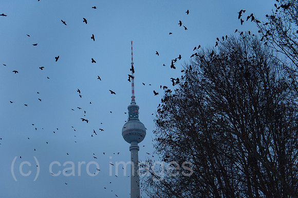 00Y140130D001CAROE.JPG