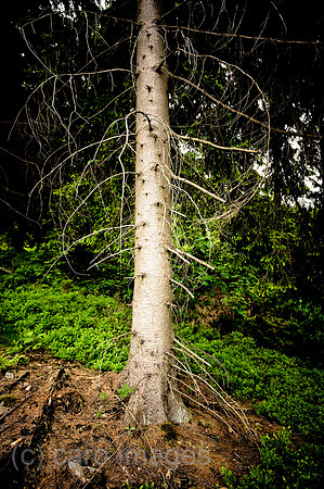 00Y090522D001CAROE.JPG