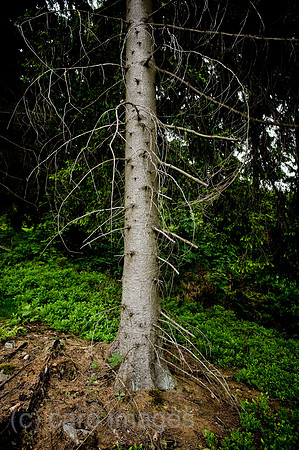 00Y090522D002CAROE.JPG