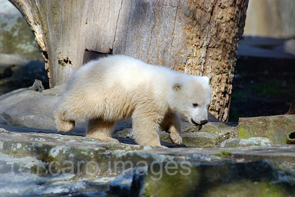 00C070326D012CARO.JPG