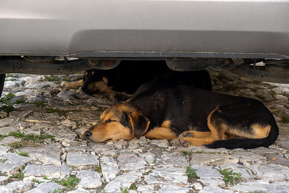 Albanien, Berat - Hunde schlafen bei Hitze im Schatten eines Autos