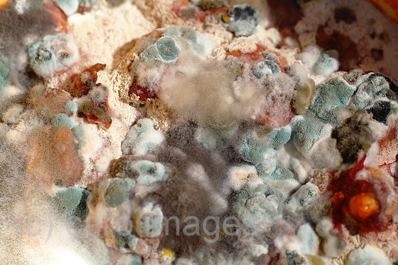 00W101013D001CAROE.JPG