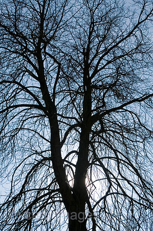 00W070314D001CARO.JPG