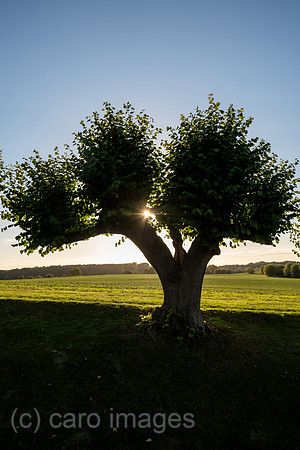 00A221012D248CAROEX.JPG